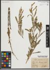 Foto von Salix purpurea L.